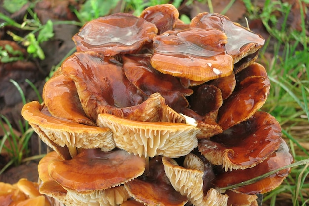 Hongos naranjas rojos hongos de miel en el tronco de un árbol