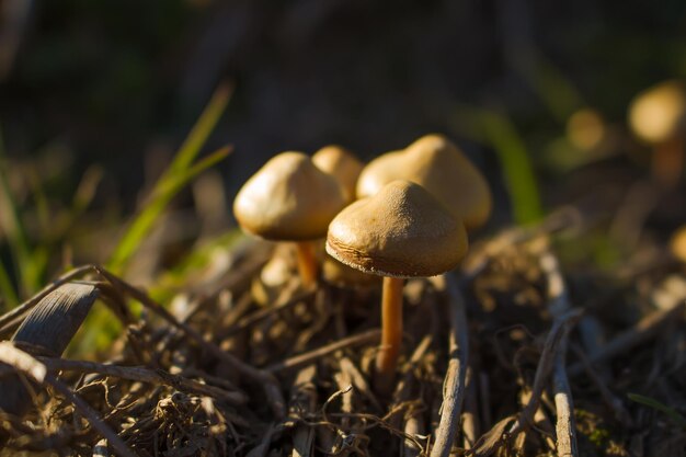 Foto hongos de oro