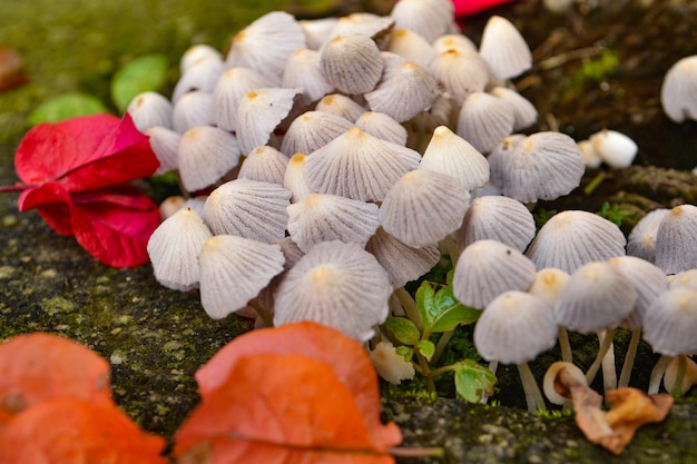 hongos y plantas