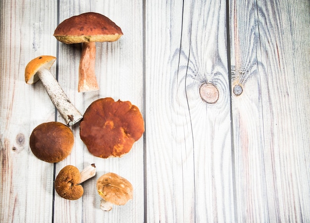 Hongos porcini del bosque sobre una mesa de madera clara