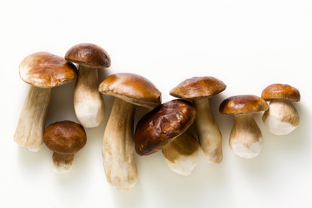 Hongos porcini grandes hermosos blancos sobre blanco