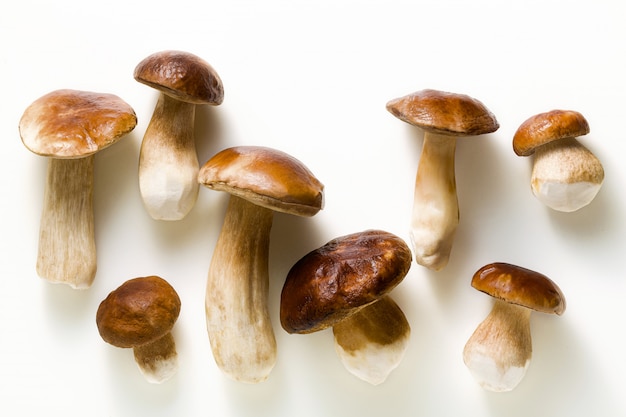 Hongos porcini grandes hermosos blancos sobre blanco