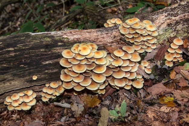 Hongos que crecen en un árbol muerto