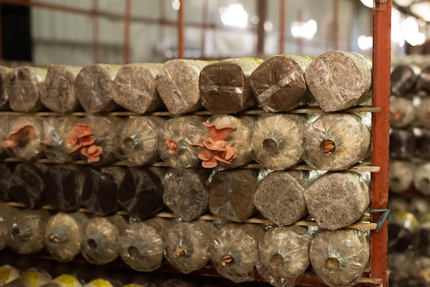 Hongos que crecen en una bolsa de plástico