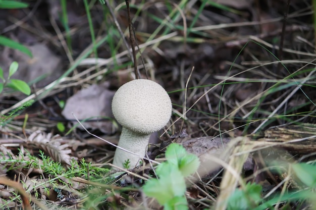 Hongos que crecen en el bosque salvaje. Hongo Lycoperdon.