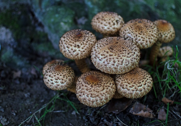 Los hongos que crecen en el campo