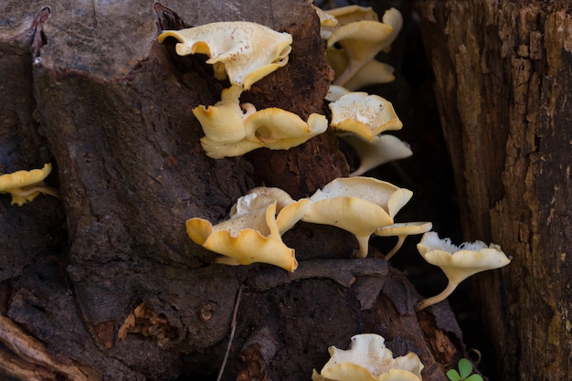 Hongos que crecen en la corteza del árbol muerto.