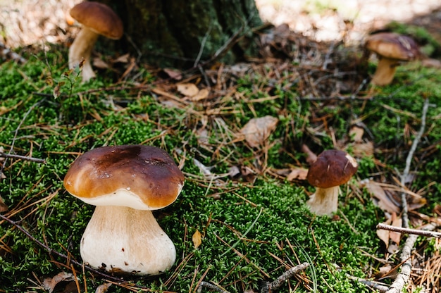 Hongos que crecen en la hierba en el bosque