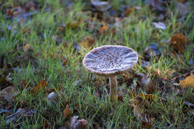 hongos que crecen en un prado en West Sussex