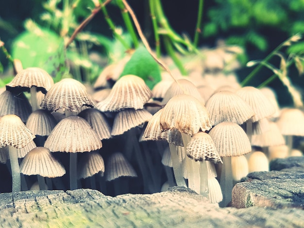 hongos que crecen en el suelo de hormigón