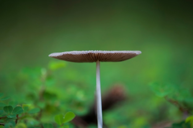 Foto hongos que crecen tan fértiles en el bosque