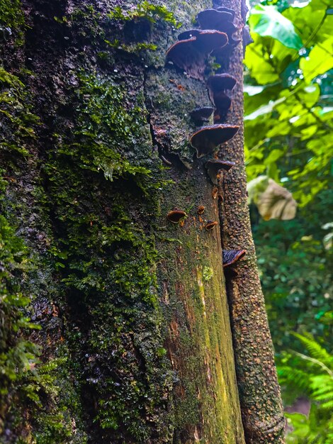 Hongos que crecen en troncos de árboles en el bosque