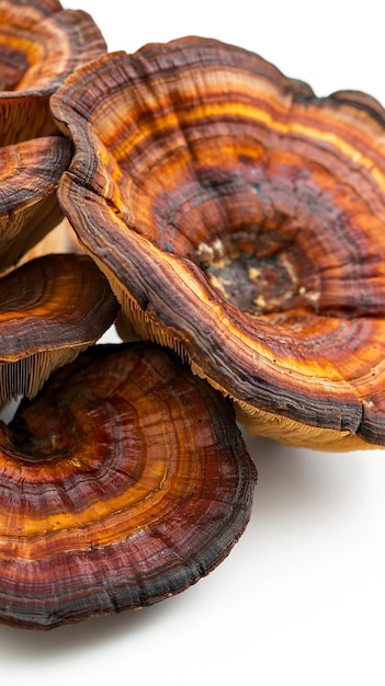 Los hongos Reishi