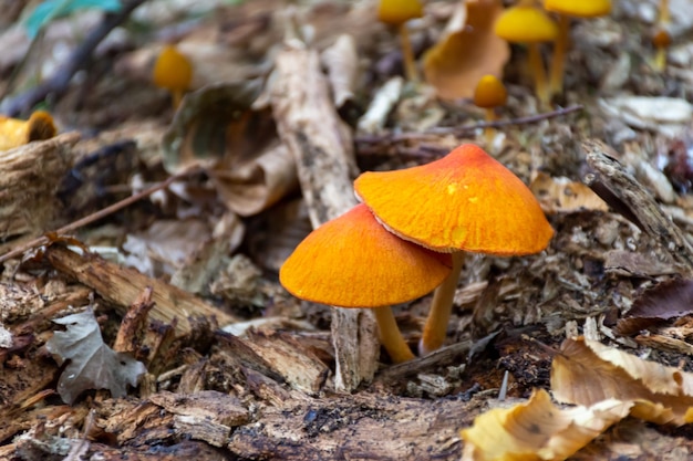 Hongos salvajes peligrosos que crecen en el bosque