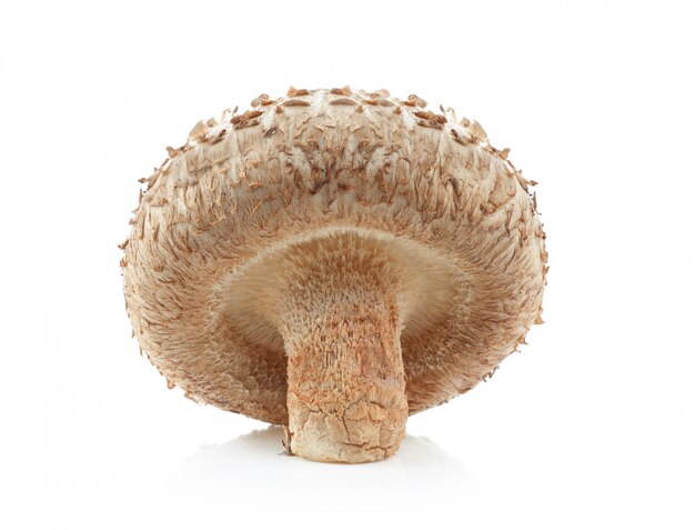 Hongos shiitake en blanco