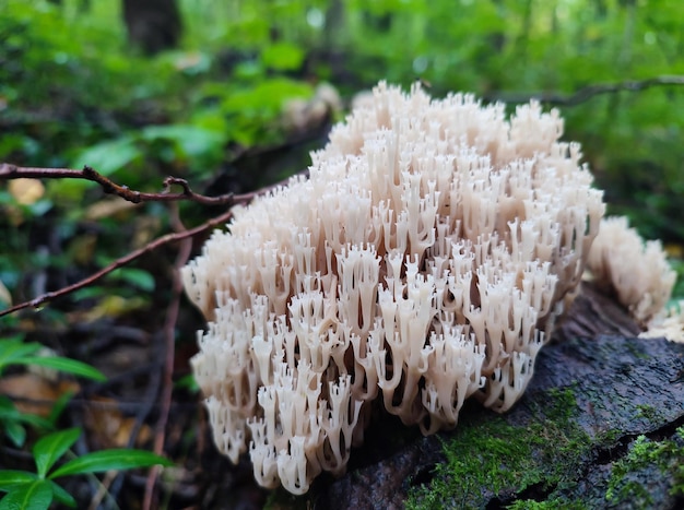 Hongos silvestres de Artomyces Pyxidatus o Coral Fungi en el bosque de otoño