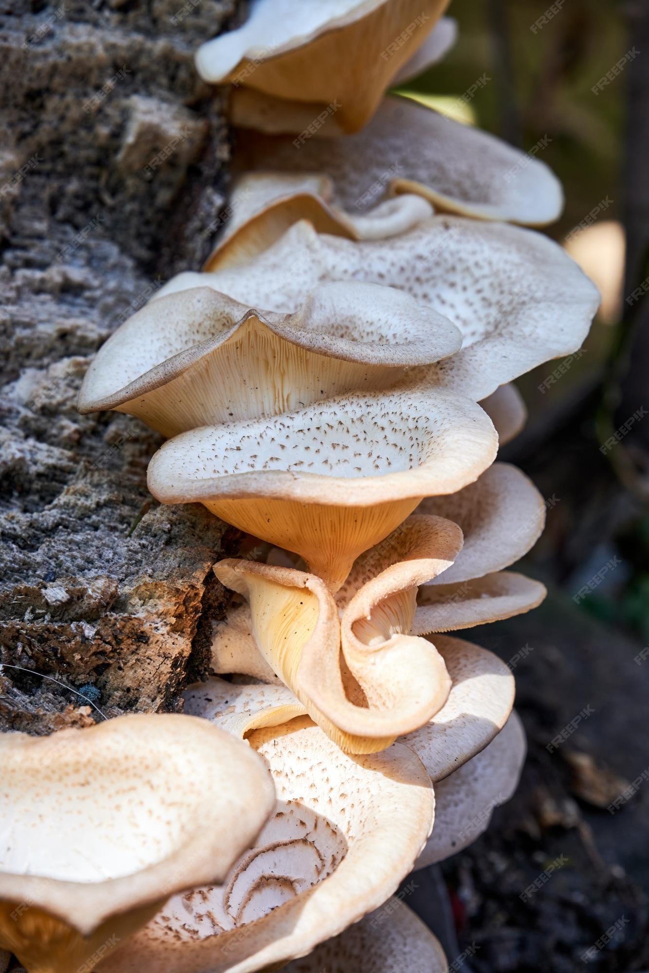 Hongos silvestres que crecen en troncos de árboles muertos | Foto Premium