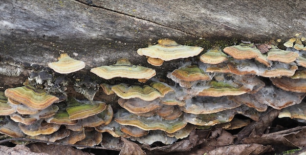 Hongos de soporte de polypores