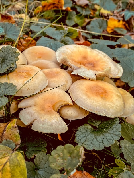 hongos en el suelo en el bosque de otoño de cerca