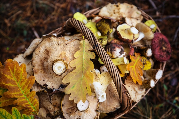 Hongos en la temporada de otoño