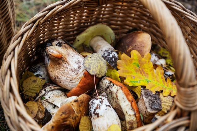 Hongos en la temporada de otoño