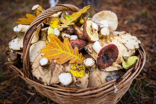 Hongos en la temporada de otoño