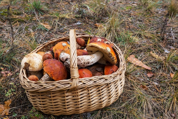 Foto hongos en la temporada de otoño