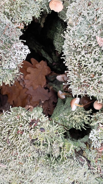 Hongos en un tocón con musgo en el bosque