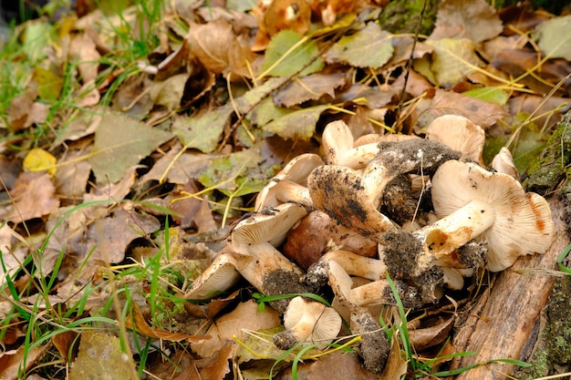 Hongos Tricholoma albobrunneum de Ucrania hongos en el bosque sobre la hierba