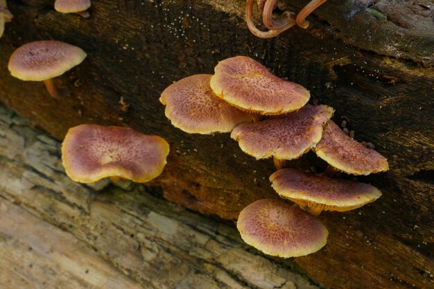 Foto hongos en un tronco con base de madera