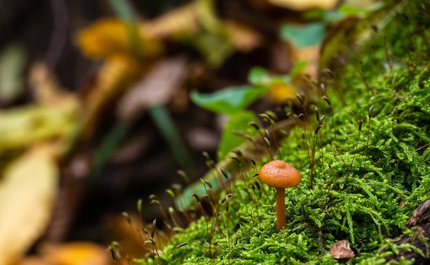 hongos en un tronco en el bosque