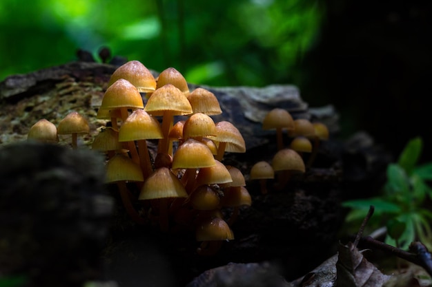 hongos en un tronco viejo en el bosque