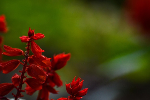 Hongos und Plantas