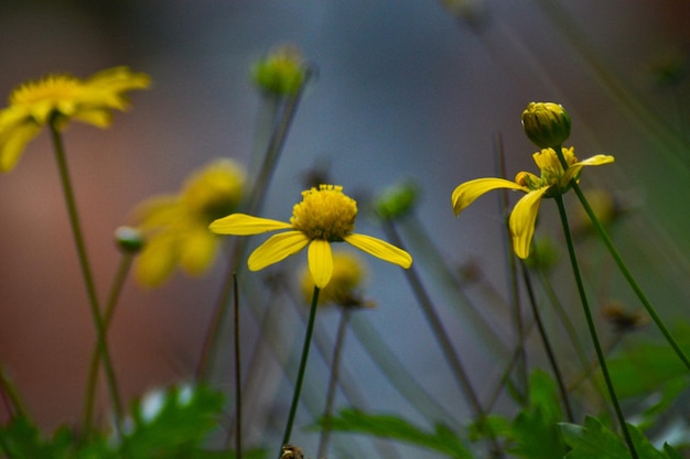 Hongos und Plantas