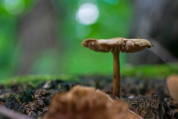 Hongos venenosos en el tronco del viejo árbol cubierto de liquen verde en el bosque de otoño con enfoque selectivo en el fondo borroso Bosque de otoño con hongo venenoso