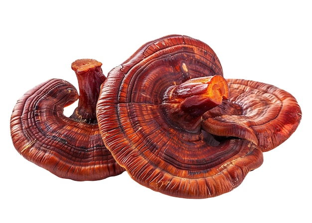 hongos
