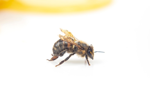 Honigbiene auf dem Hintergrund frischer Wabeninsekten und organischer Vitaminnahrung
