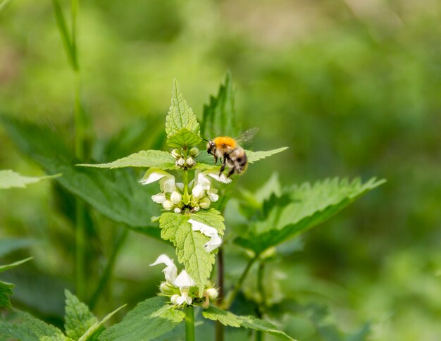 Honigbiene auf einer Totenknötchenblume