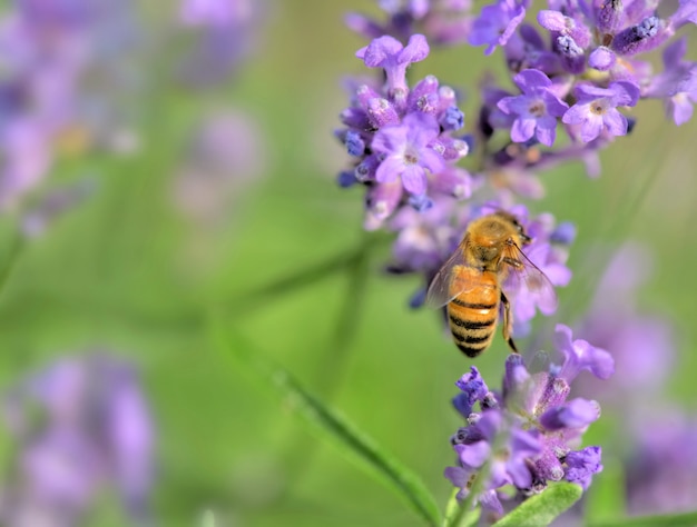 Honigbiene auf Lavendelblume auf grünem Hintergrund