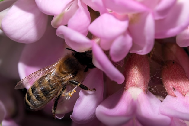 Honigbiene auf rosa Blüten