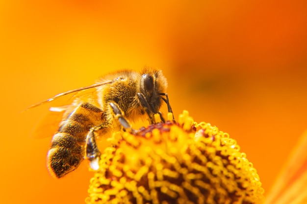 Honigbiene bedeckt mit gelbem Pollen trinken Nektar bestäubende Blume Inspirierende natürliche Blumen Frühling oder Sommer blühender Garten Hintergrund Leben von Insekten Extreme Makro Nahaufnahme selektiver Fokus