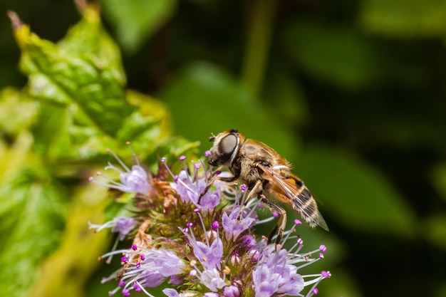 Honigbiene bedeckt mit gelbem Pollen trinken Nektar bestäubende Blume inspirierende natürliche Blumen sp