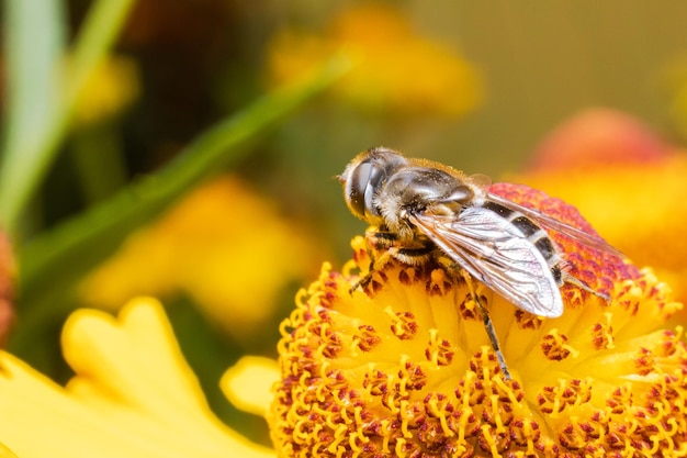 Honigbiene bedeckt mit gelbem Pollen trinken Nektar bestäubende Blume inspirierende natürliche Blumen sp