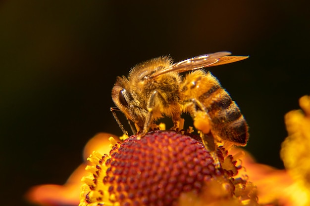 Honigbiene bedeckt mit gelbem Pollen trinken Nektar bestäubende Blume inspirierende natürliche Blumen sp ...