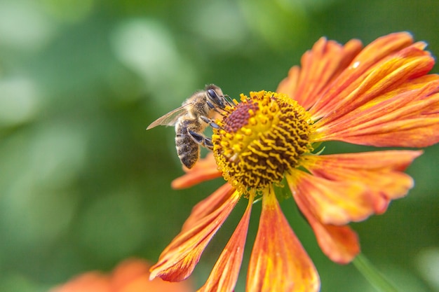 Honigbiene bedeckt mit gelbem Pollengetränknektar, bestäubende orange Blume