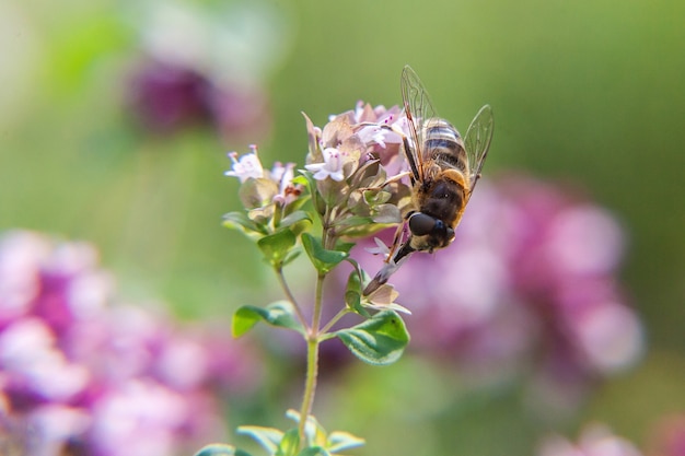 Honigbiene bedeckt mit gelbem Pollengetränknektar, bestäubende rosa Blume