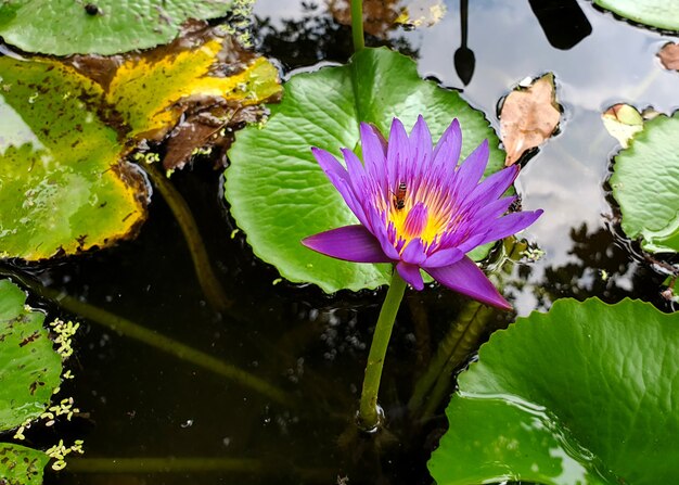 Honigbiene bestäubt eine lila Seerose oder Lotusblume mit grünem Blatt im Teich
