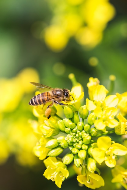 Honigbiene, die Blütenstaub auf Canolablume sammelt
