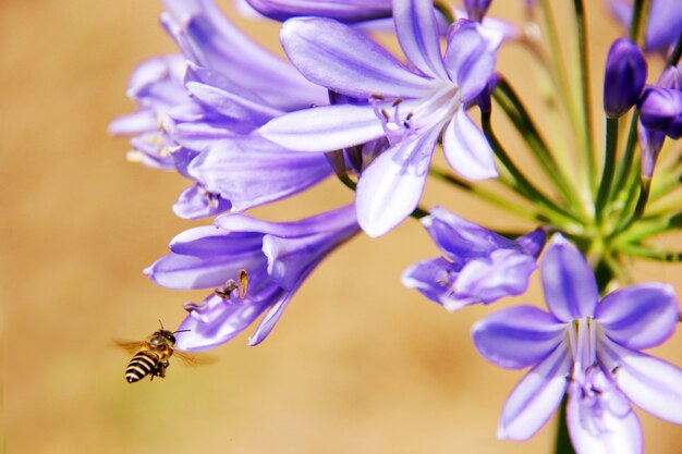 Honigbiene, die Blütenstaub von blühenden Blumen erntet