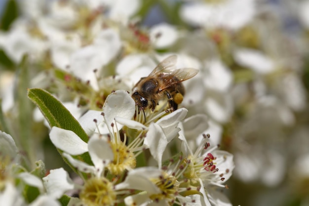 Foto honigbiene, die blütenstaub von blühenden blumen erntet